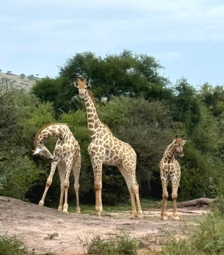 Gamagara Africa Private Nature reserve photo 8