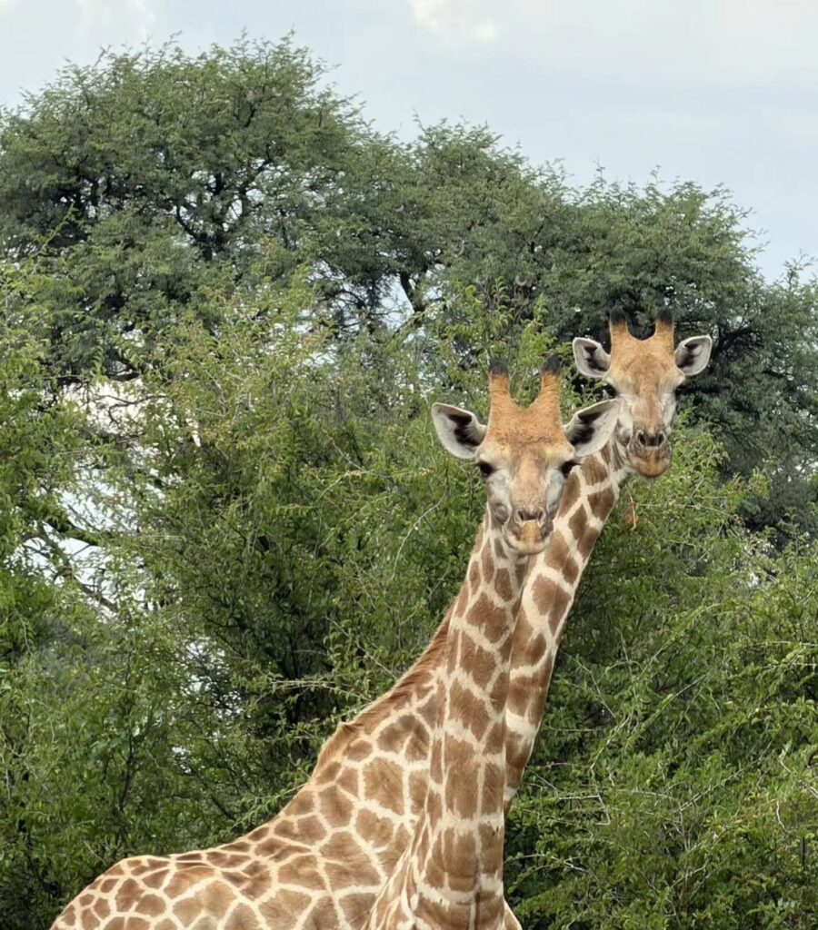 Gamagara Africa Private Nature reserve photo 9