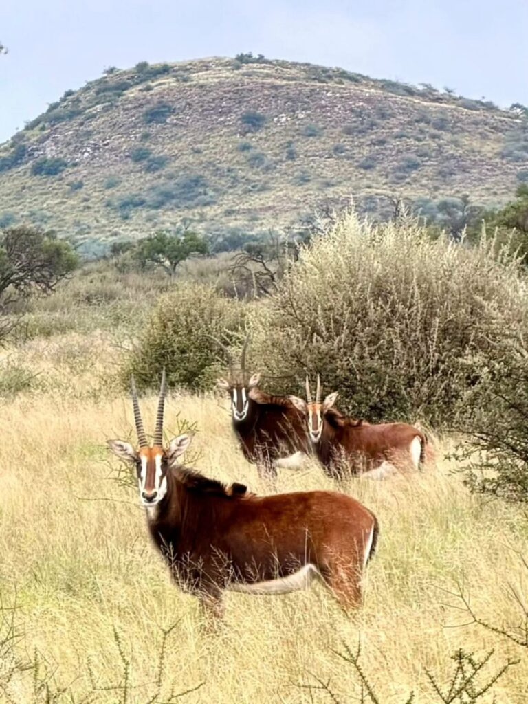 Gamagara Africa Private Nature reserve photo 11