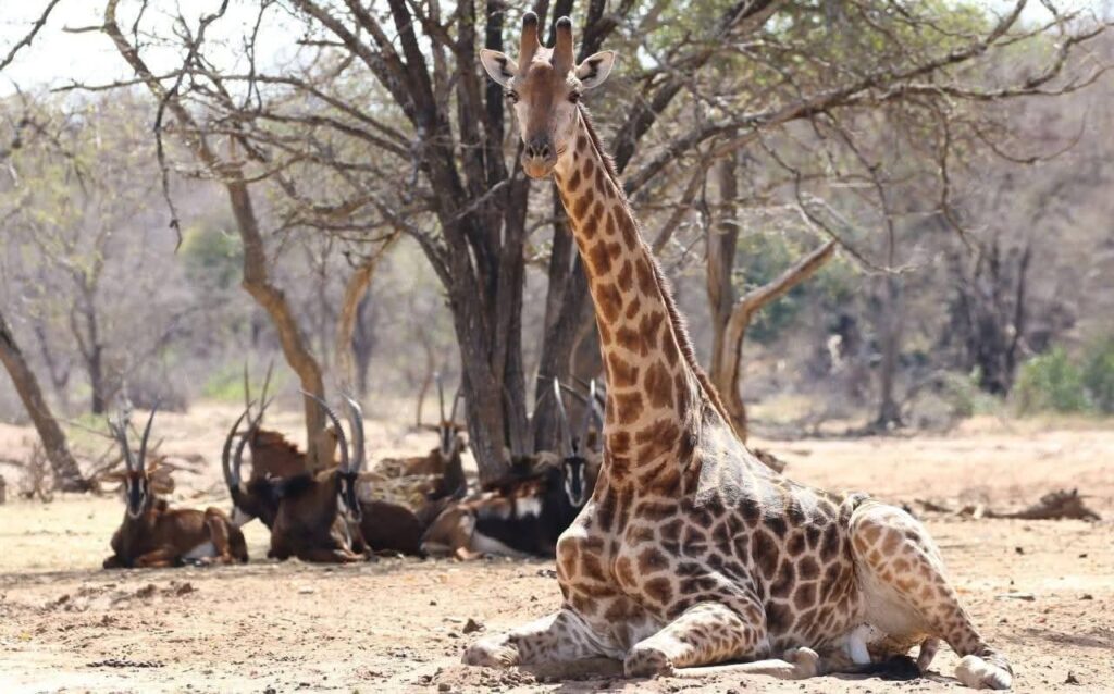 Leopard Rock Guest Lodge photo 2