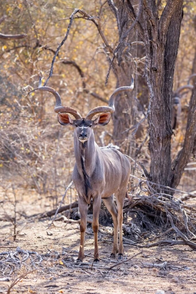 Leopard Rock Guest Lodge photo 19