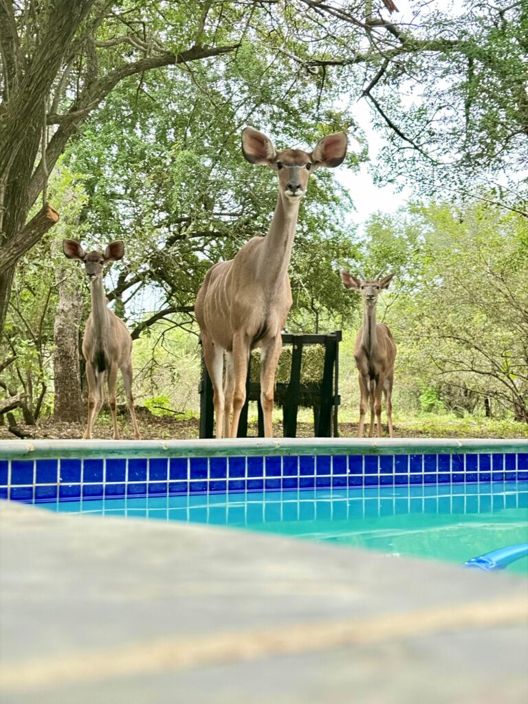 The Ivory Sanctuary photo 11